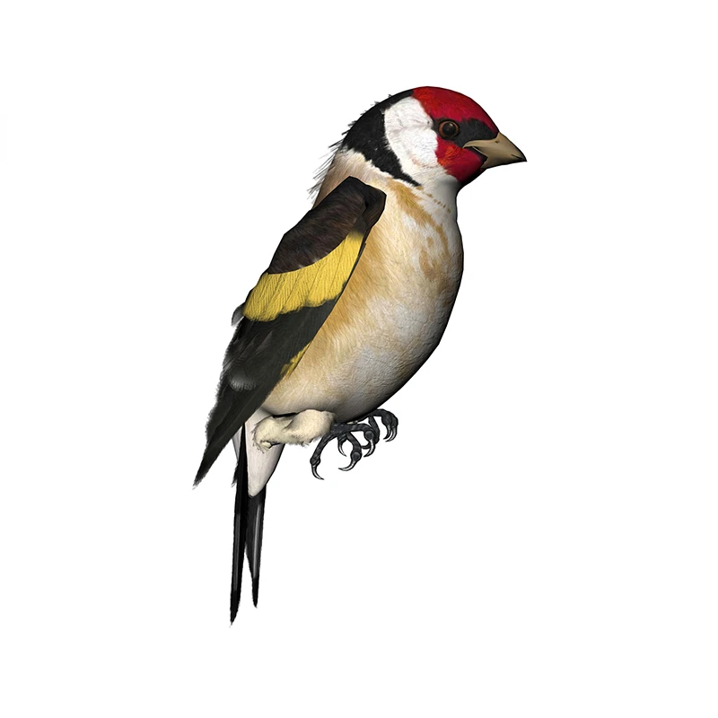 New Design for Tinsel Finches  - Tinsel Garland Decoration บทวิจารณ์และราคา
