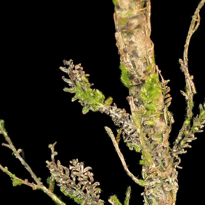 New Withered Vines Artificial  - Christmas Tree Artificial บทวิจารณ์และราคา